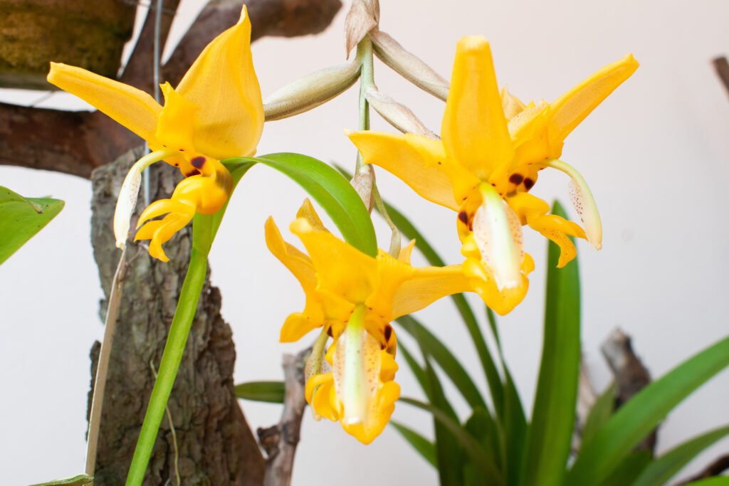 en-la-semana-de-la-biodiversidad-magazin-mi-gente-visito-el-mirador-de-las-orquideas-en-cristo-rey-05
