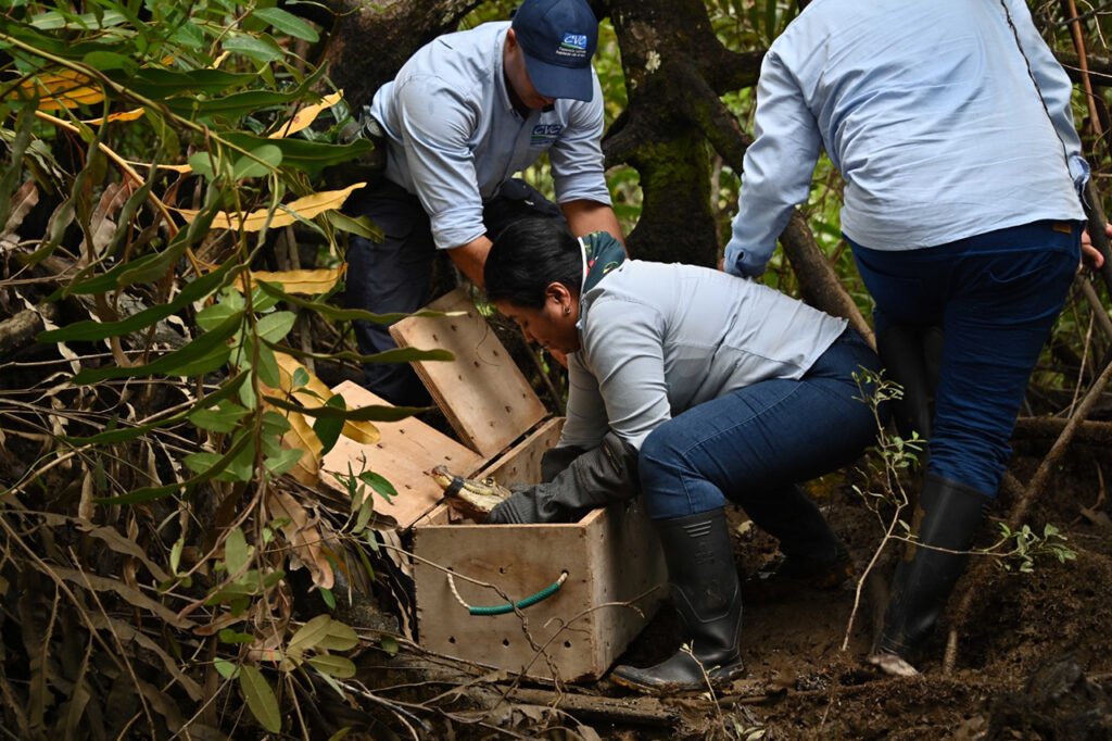 gran-jornada-de-liberacion-animal-y-avistamiento-de-ballenas-lidero-la-cvc-en-buenaventura-02