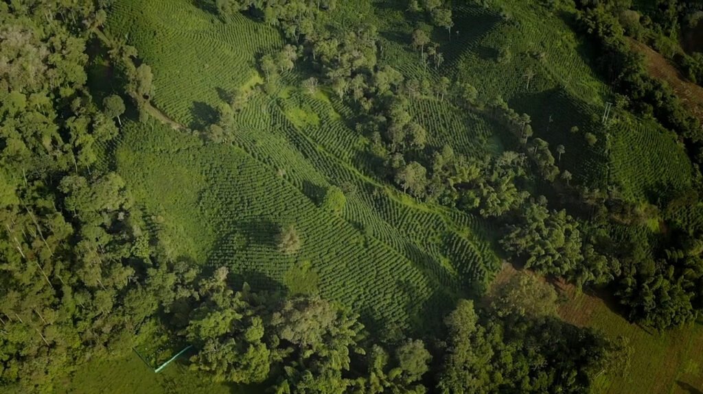 nueva-ordenanza-impulsa-el-paisaje-cultural-cafetero-en-el-valle-del-cauca-05