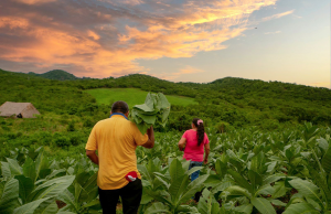 Tierras restituidas en el Valle del Cauca, generan notoria valorización tierras-restituidas-en-valle-del-cauca-generan-notoria-valorizacion-01