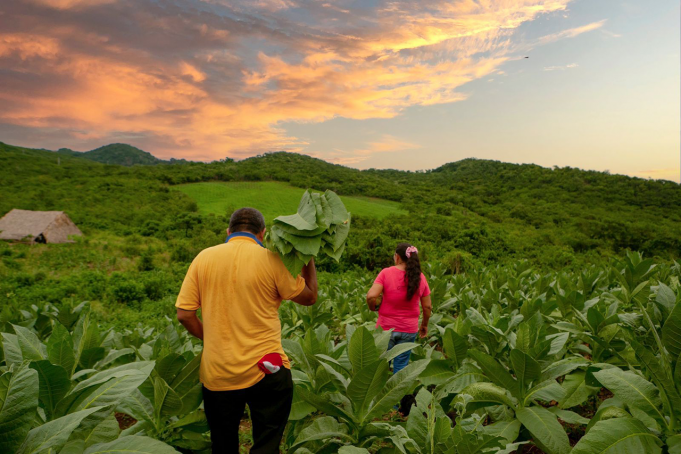 Tierras restituidas en el Valle del Cauca, generan notoria valorización tierras-restituidas-en-valle-del-cauca-generan-notoria-valorizacion-01
