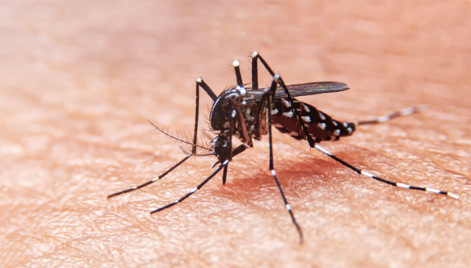 Alarmante aumento de DENGUE en el Valle del Cauca alarmante-aumento-de-dengue-en-el-valle-del-cauca-04