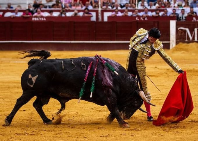 Se prohibirán las corridas de toros en Colombia - Magazin Mi Gente