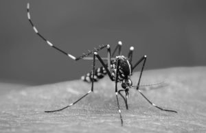 Alcaldía de Cali declaró emergencia sanitaria por el aumento del dengue en la ciudad alcaldia-de-cali-declaro-la-emergencia-sanitaria-por-el-aumento-del-dengue-en-la-ciudad-01