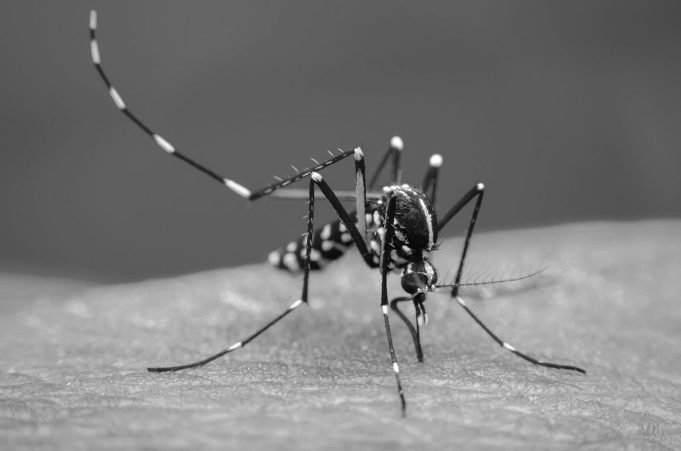 Alcaldía de Cali declaró emergencia sanitaria por el aumento del dengue en la ciudad alcaldia-de-cali-declaro-la-emergencia-sanitaria-por-el-aumento-del-dengue-en-la-ciudad-01