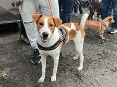Más de 700 animales fueron esterilizados por el Centro de Bienestar Animal de Cali