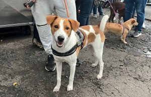 Más de 700 animales fueron esterilizados por el Centro de Bienestar Animal de Cali