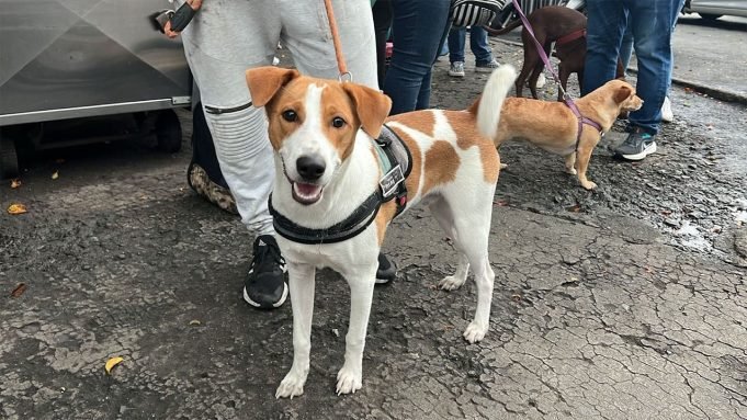 Más de 700 animales fueron esterilizados por el Centro de Bienestar Animal de Cali