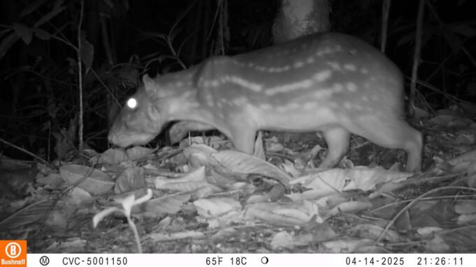 Cámaras trampa muestran la riqueza silvestre que rodea a Cali. camaras-trampa-muestran-la-riqueza-silvestre-que-rodea-a-cali-02