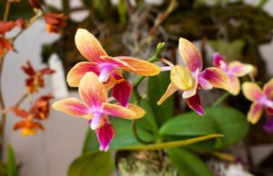 En la Semana de la Biodiversidad, Magazín Mi Gente visitó el Mirador de las Orquídeas en Cristo Rey. en-la-semana-de-la-biodiversidad-magazin-mi-gente-visito-el-mirador-de-las-orquideas-en-cristo-rey-01