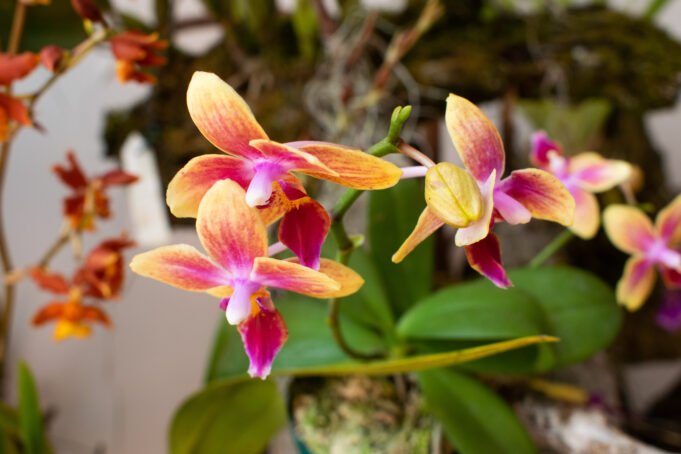 En la Semana de la Biodiversidad, Magazín Mi Gente visitó el Mirador de las Orquídeas en Cristo Rey. en-la-semana-de-la-biodiversidad-magazin-mi-gente-visito-el-mirador-de-las-orquideas-en-cristo-rey-01