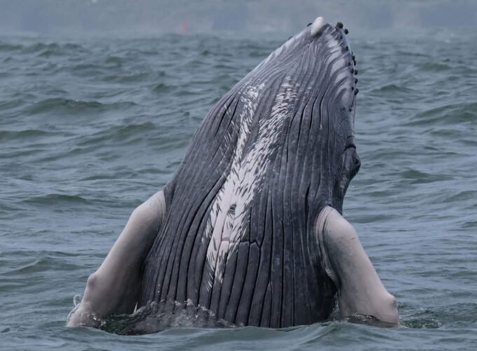 Gran jornada de liberación animal y avistamiento de ballenas lideró la CVC en Buenaventura. gran-jornada-de-liberacion-animal-y-avistamiento-de-ballenas-lidero-la-cvc-en-buenaventura-05