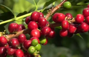 “Nueva ordenanza impulsa el Paisaje Cultural Cafetero en el Valle del Cauca” nueva-ordenanza-impulsa-el-paisaje-cultural-cafetero-en-el-valle-del-cauca-04