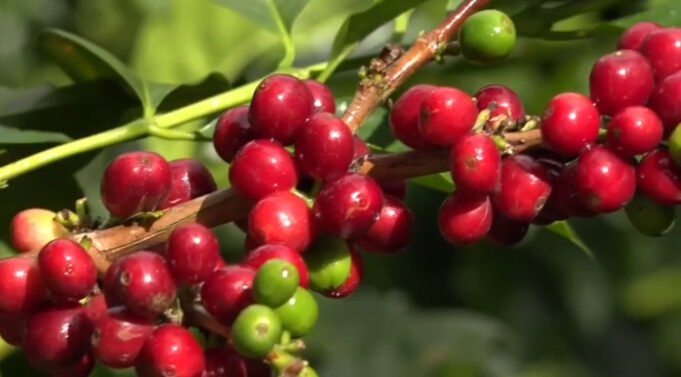 “Nueva ordenanza impulsa el Paisaje Cultural Cafetero en el Valle del Cauca” nueva-ordenanza-impulsa-el-paisaje-cultural-cafetero-en-el-valle-del-cauca-04